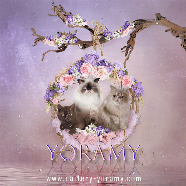 Yoramy Banner